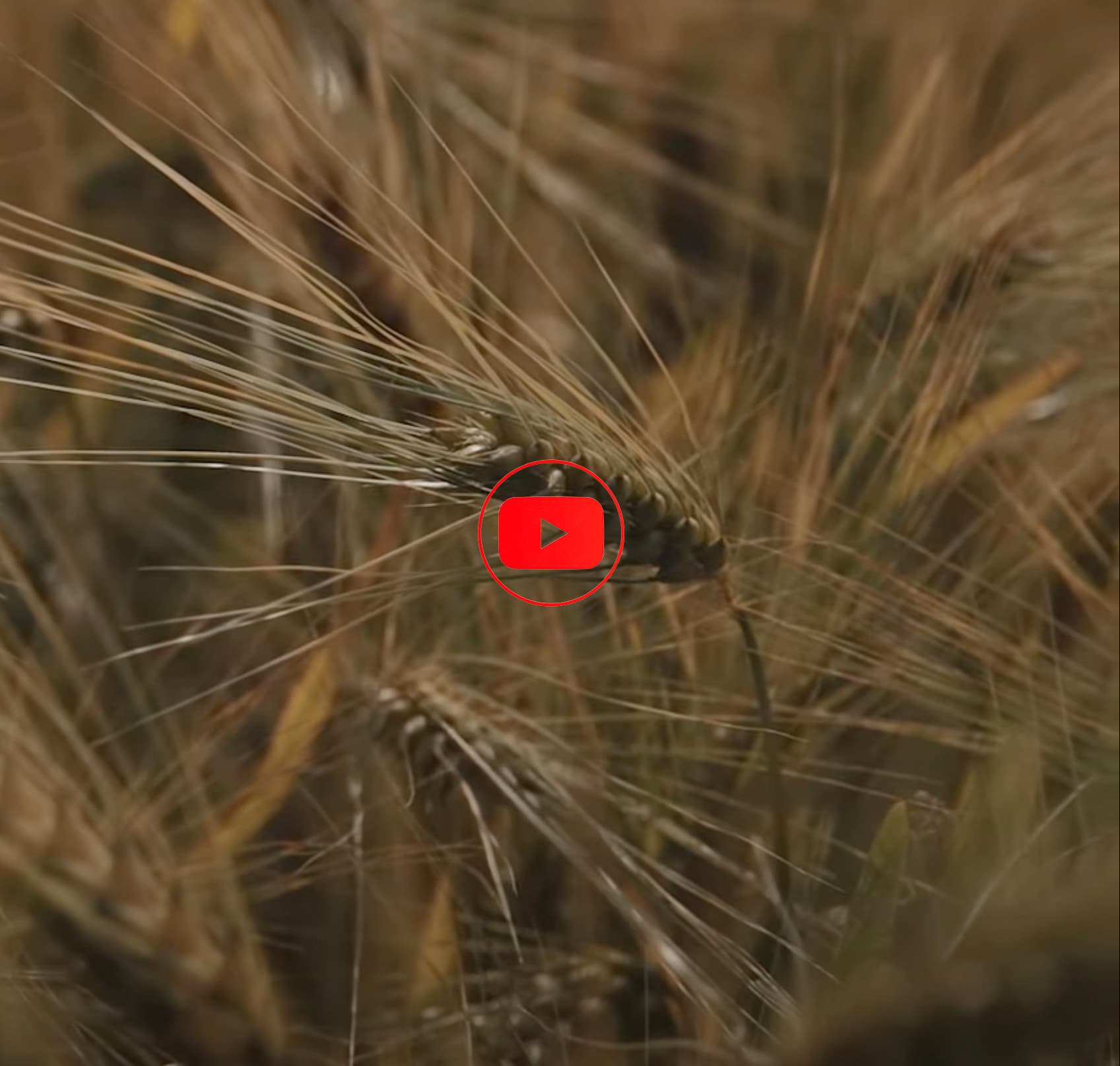 HOSTS - Youtube Channel Link